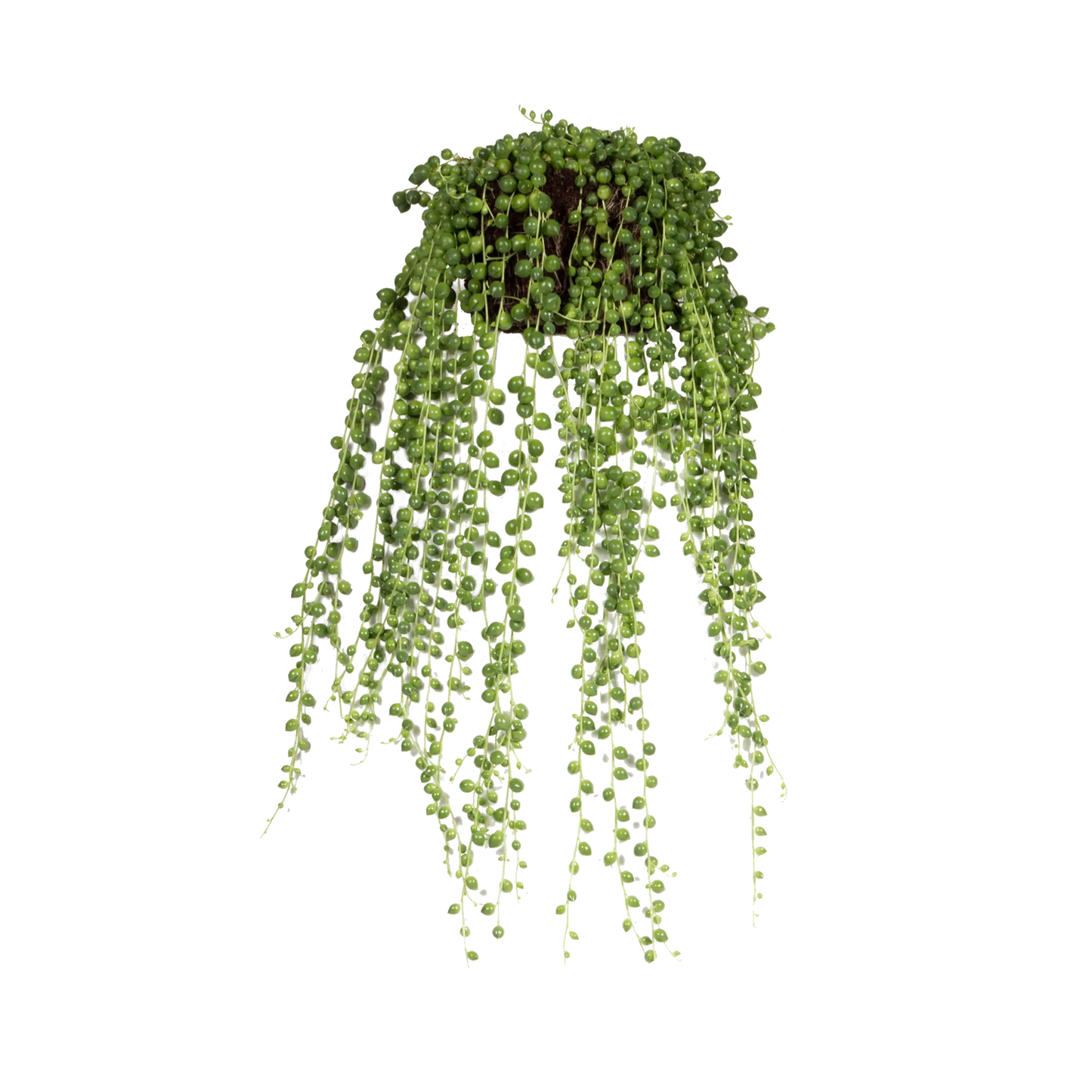 
                  
                    Senecio rowleyanus
                  
                