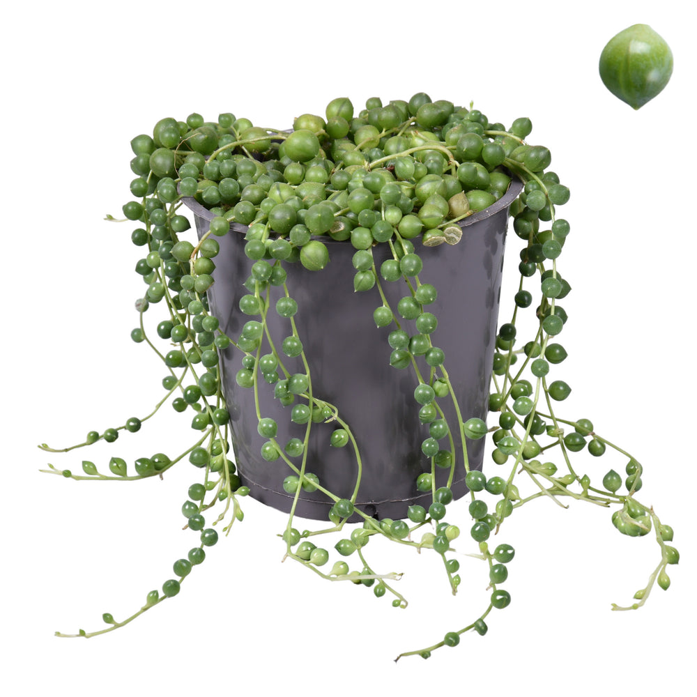 
                  
                    Senecio rowleyanus
                  
                