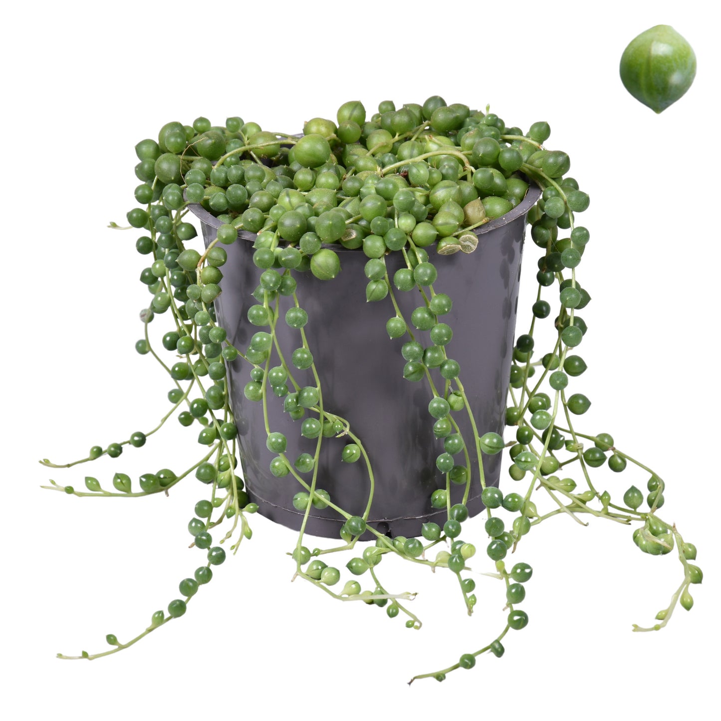 
                  
                    Senecio rowleyanus
                  
                
