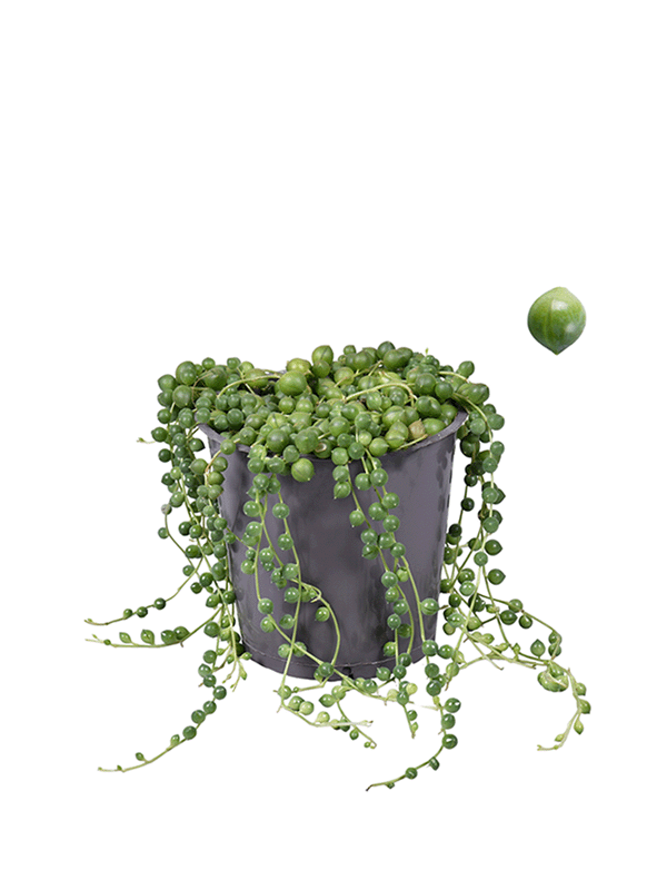 
                  
                    Senecio rowleyanus
                  
                