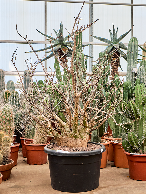 
                  
                    Sesamothamnus lugardii
                  
                