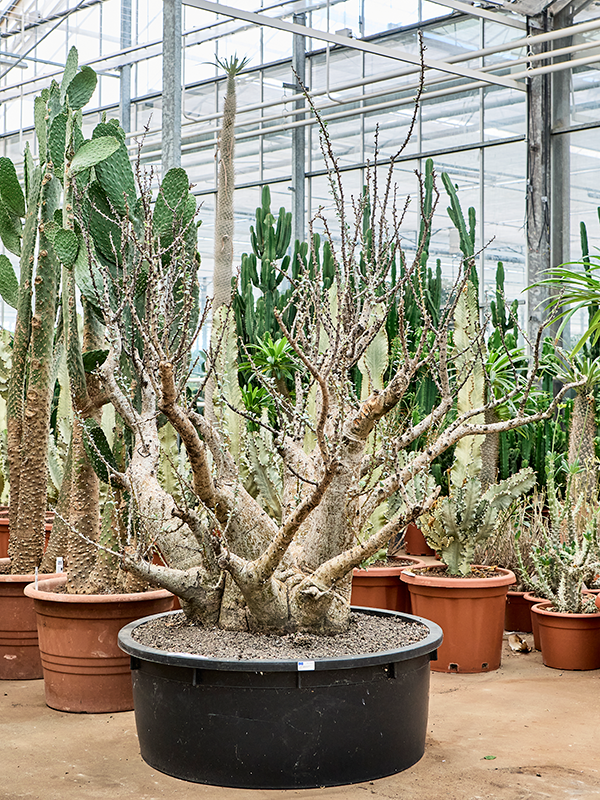 Sesamothamnus lugardii