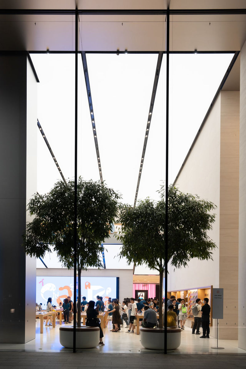 Arbres d'intérieur