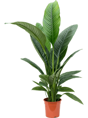 
                  
                    Spathiphyllum 'Sensation
                  
                
