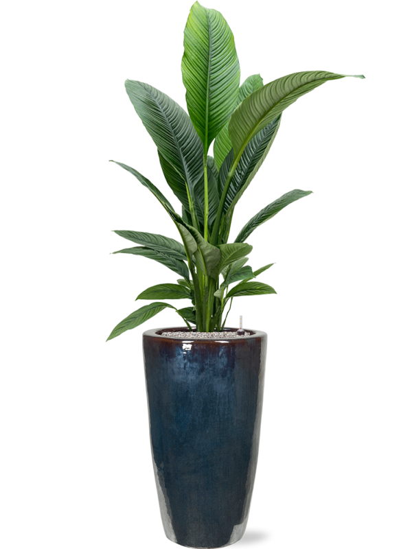 Spathiphyllum Sensation en pot Plain