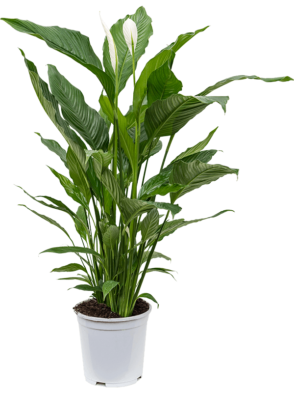 Spathiphyllum Sweet Sebastiano