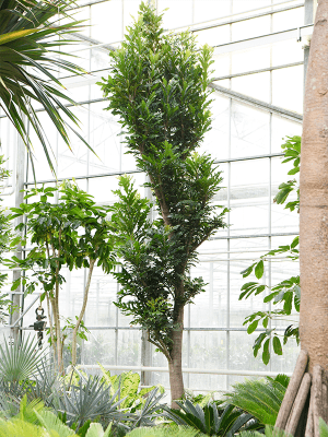 Stenocarpus sinuatus arbre roue de feu