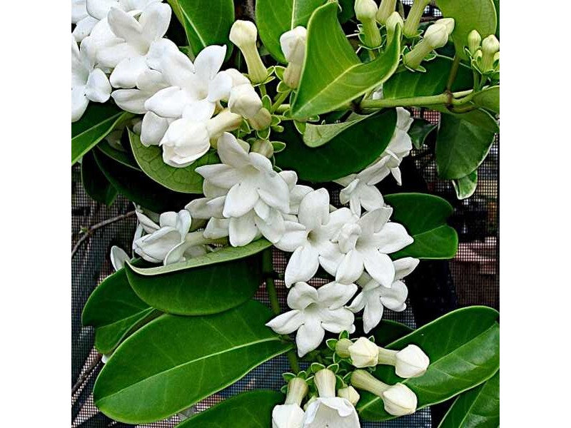 
                  
                    Stephanotis floribunda
                  
                