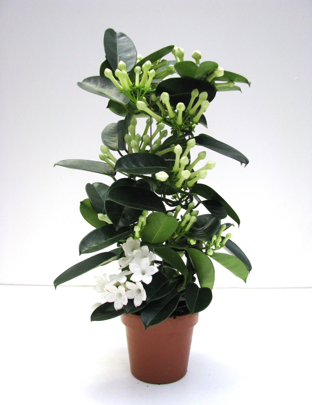 Stephanotis floribunda