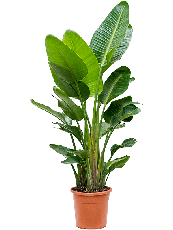 Strelitzia nicolaï