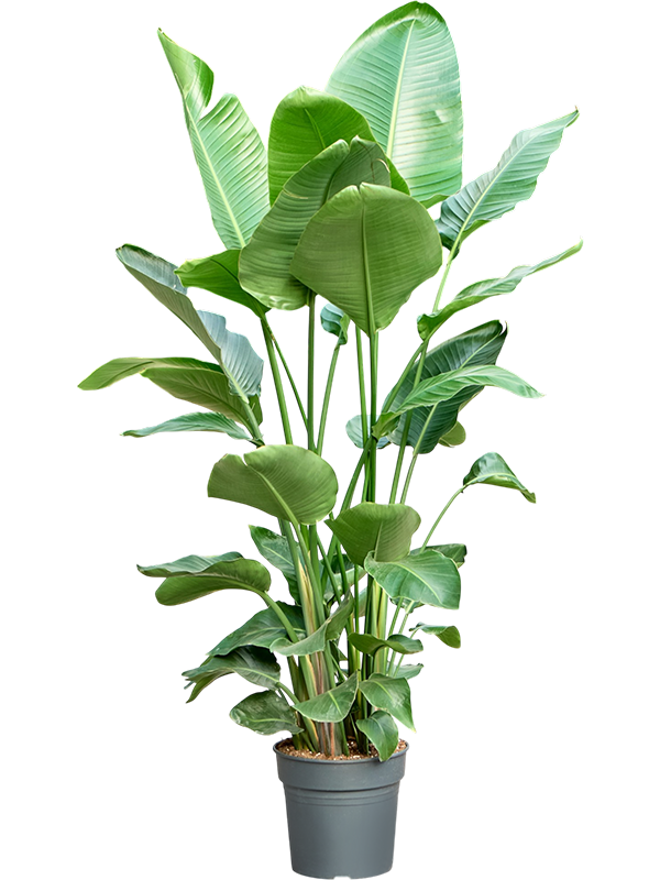
                  
                    Strelitzia nicolaï
                  
                