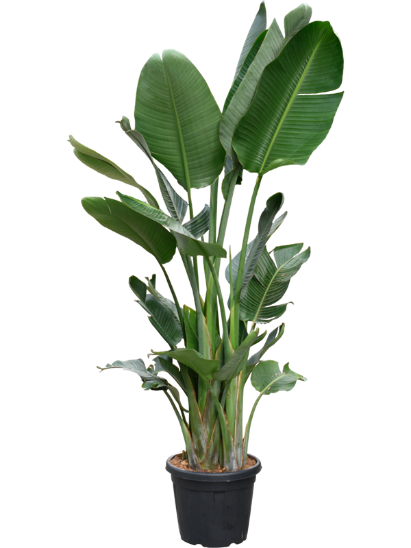 
                  
                    Strelitzia nicolaï
                  
                