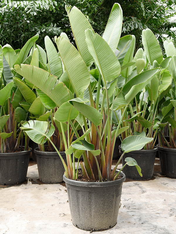 
                  
                    Strelitzia nicolaï
                  
                
