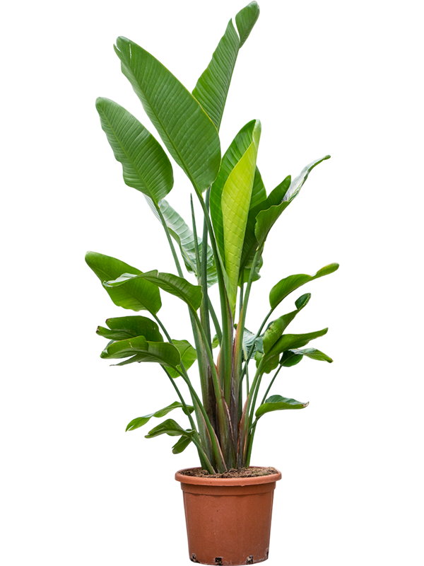 
                  
                    Strelitzia nicolaï
                  
                