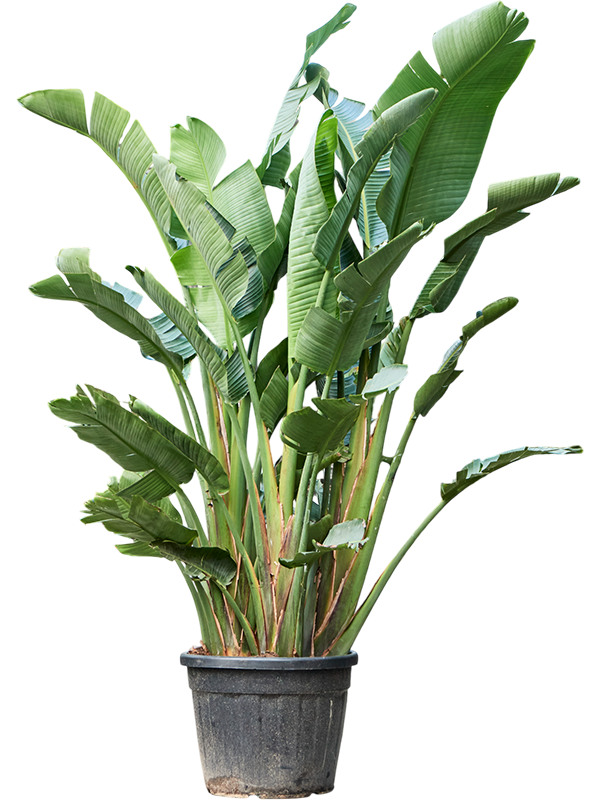 
                  
                    Strelitzia nicolaï
                  
                