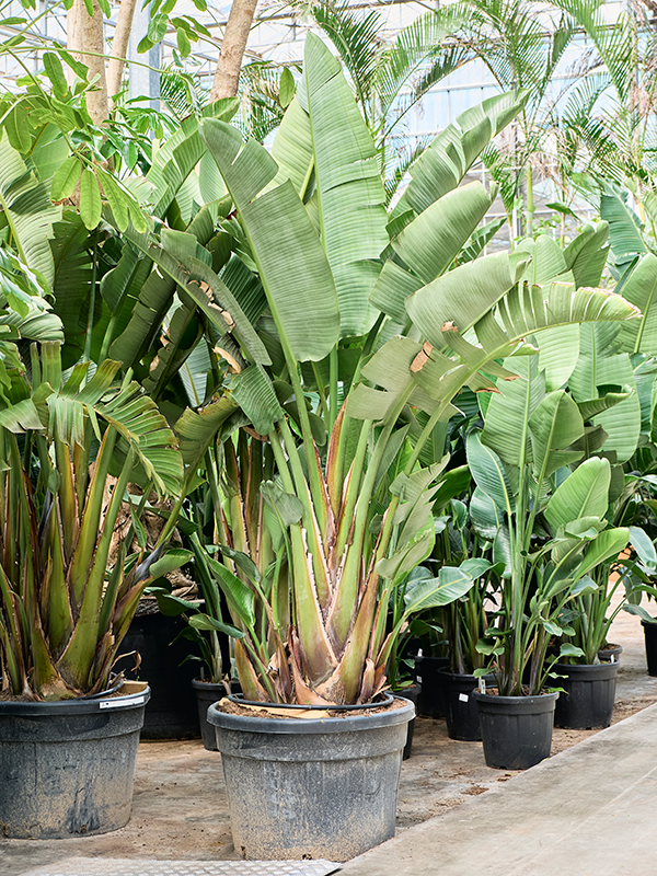 
                  
                    Strelitzia nicolaï
                  
                