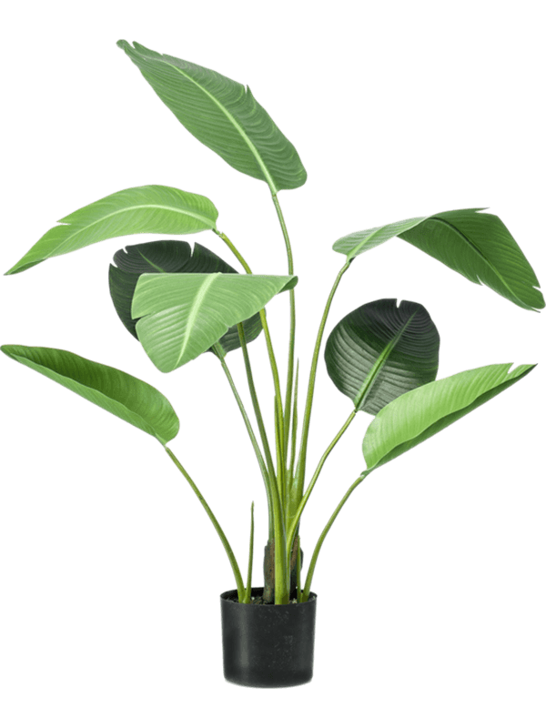 
                  
                    Strelitzia Nicolai Artificiel
                  
                