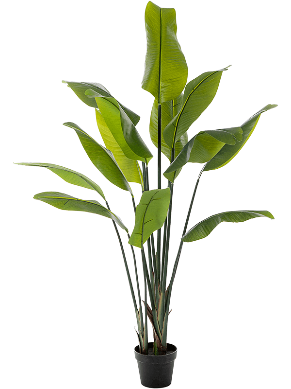 
                  
                    Strelitzia Nicolai Artificiel
                  
                