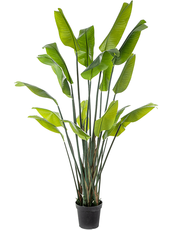 
                  
                    Strelitzia Nicolai Artificiel
                  
                
