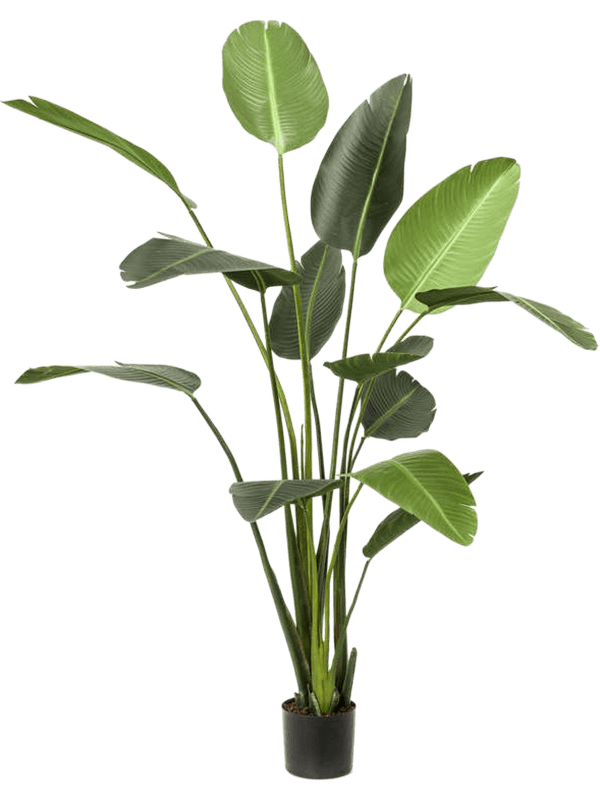 Strelitzia Nicolai Artificiel