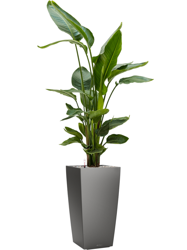 
                  
                    Strelitzia nicolai en pot Lechuza Cubico
                  
                