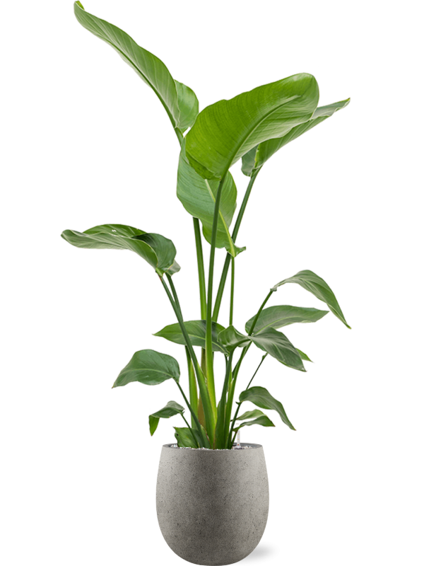 Strelitzia