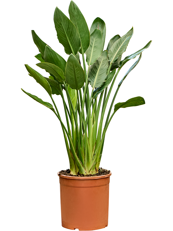 
                  
                    Strelitzia reginae, Oiseaux du paradis
                  
                
