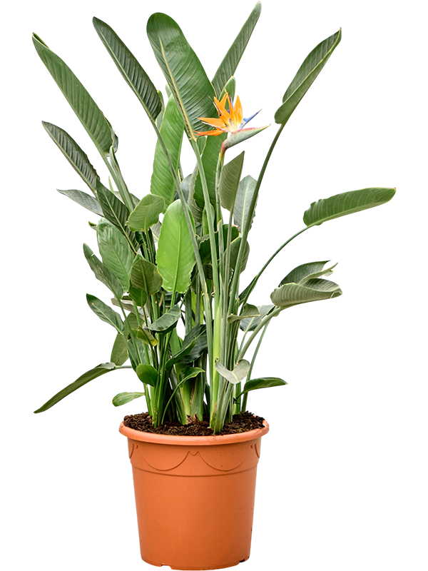 
                  
                    Strelitzia reginae, Oiseaux du paradis
                  
                