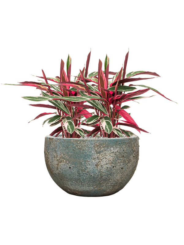 Stromanthe Sanguinea en pot Baq Sandora