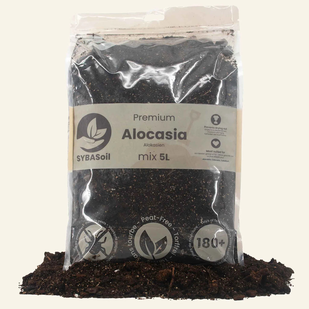 Substrat spécial Alocasia