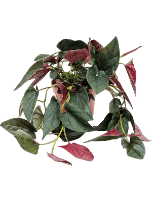 Syngonium 'Red Arrow'