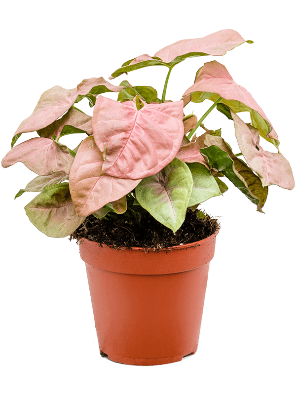 Syngonium Neon