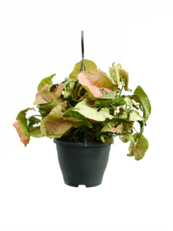 
                  
                    Syngonium Neon
                  
                