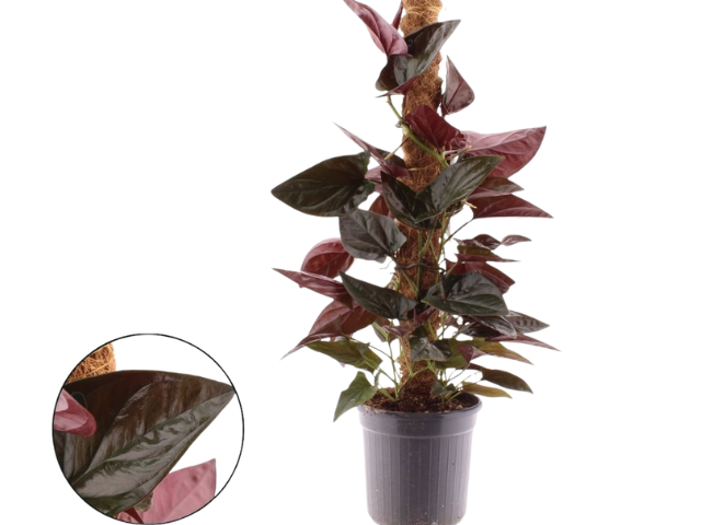 Syngonium 'Red Arrow'