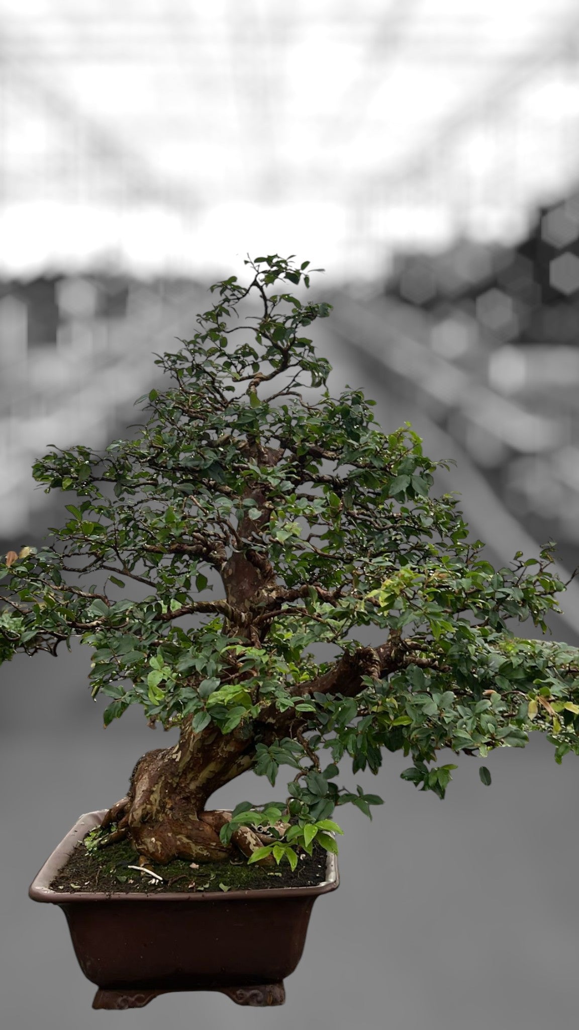 
                  
                    Bonsaï Syzygium
                  
                
