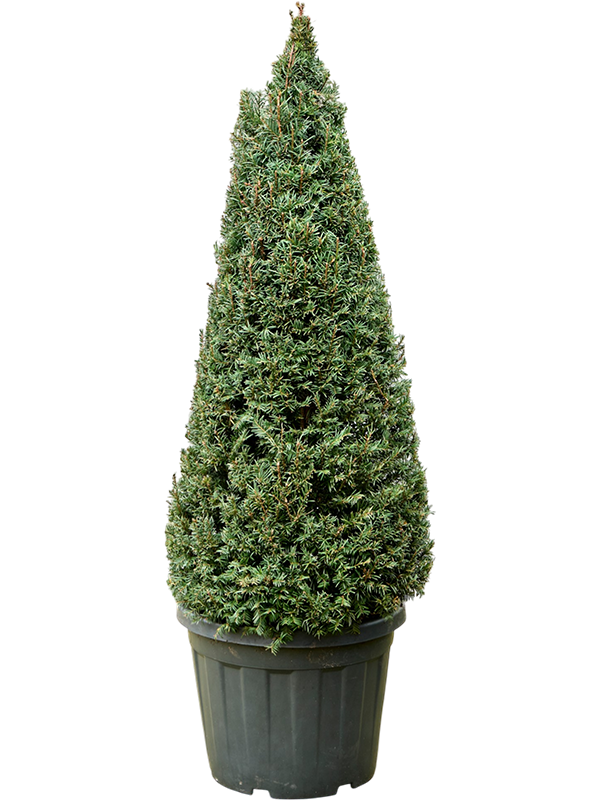 
                  
                    Taxus baccata
                  
                