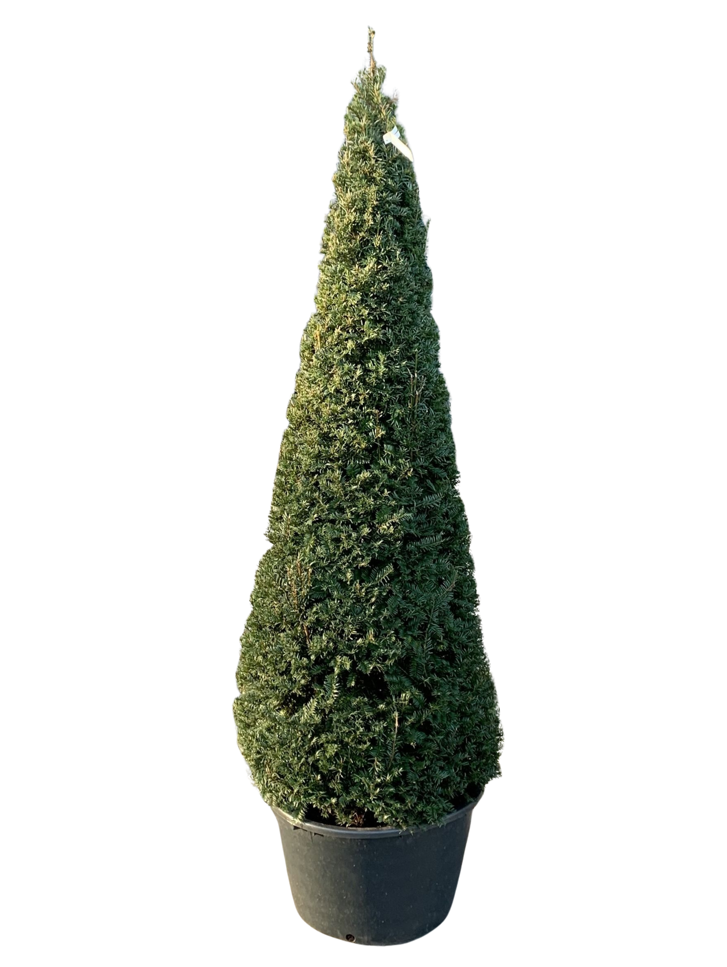 Taxus baccata