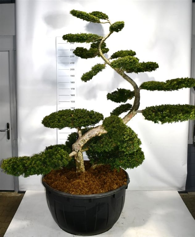 Taxus baccata Summergold