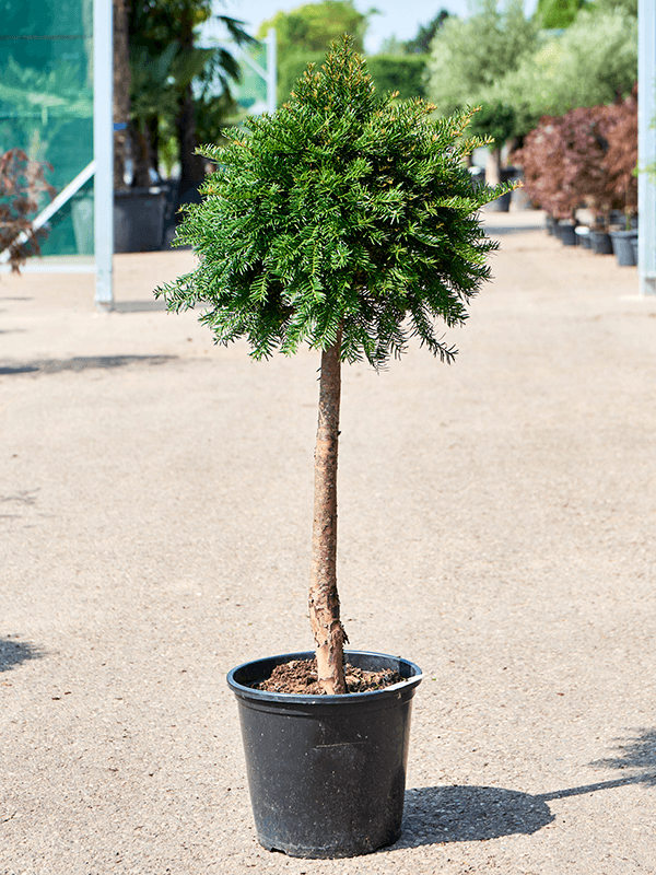 
                  
                    Taxus baccata
                  
                