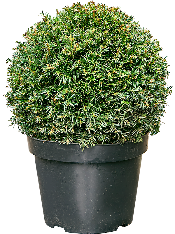 Taxus baccata