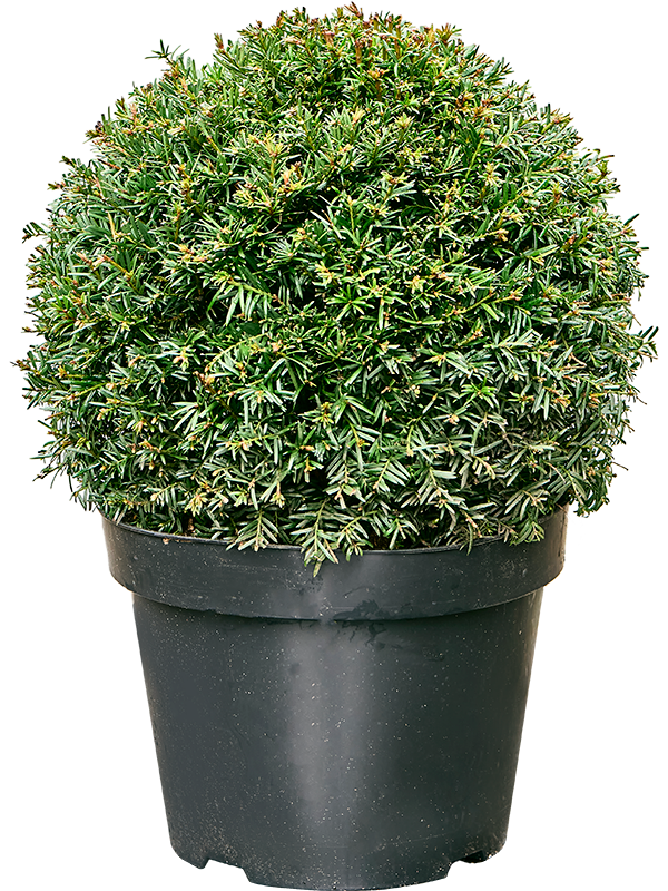
                  
                    Taxus baccata
                  
                