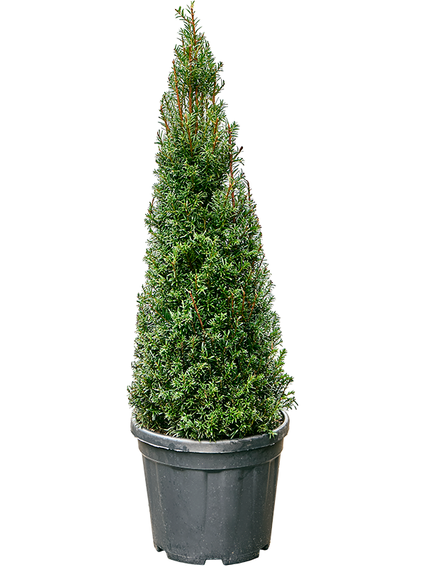 
                  
                    Taxus baccata
                  
                