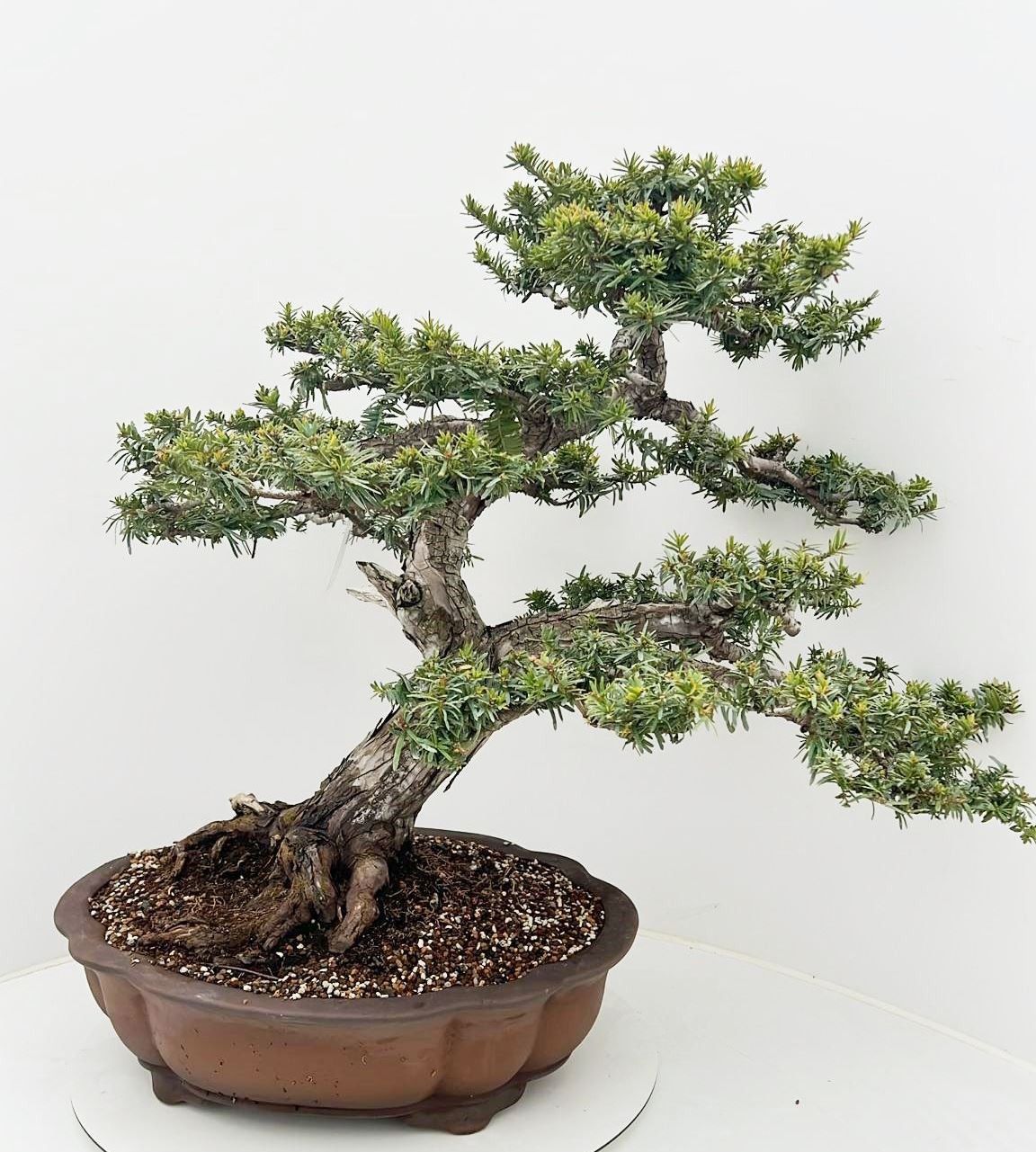 
                  
                    Bonsaï Taxus cuspidata
                  
                