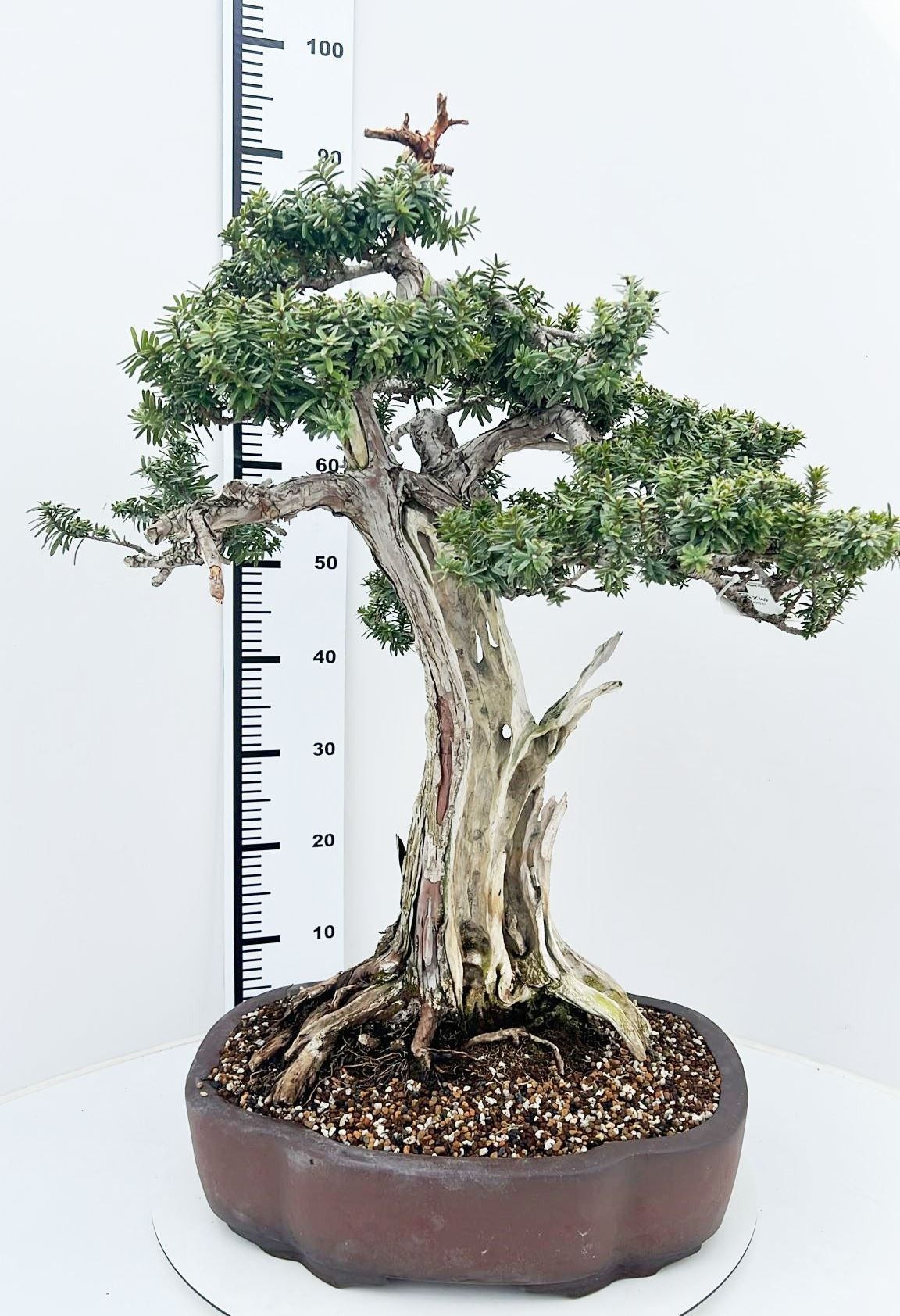 
                  
                    Bonsaï Taxus cuspidata
                  
                