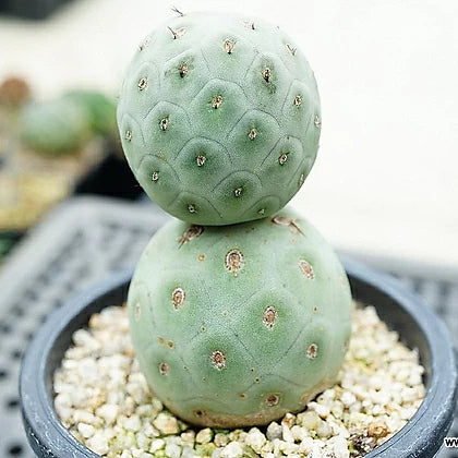 
                  
                    Tephrocactus geometricus
                  
                