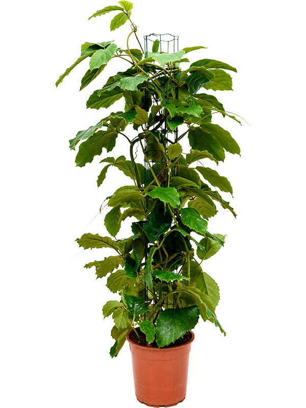 
                  
                    Vigne marronier Tetrastigma voinierianum
                  
                