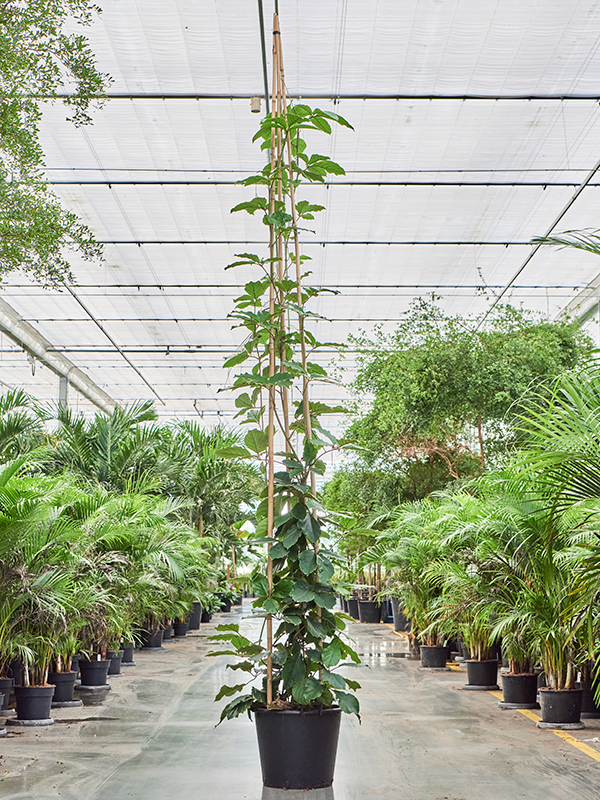 
                  
                    Vigne marronier Tetrastigma voinierianum
                  
                