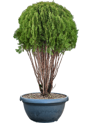 Thuja orientalis 'Pyramidalis Aurea