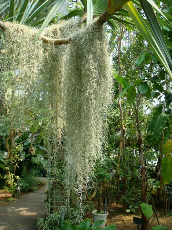 Tillandsia usneoides (Mousse espagnole)