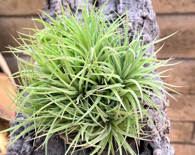 Tillandsia Ionantha XL